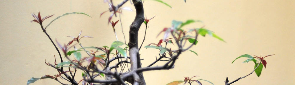 Visualimagingresources